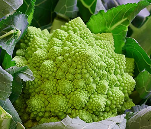 Blumenkohl Romanesco – Brassica oleracea – 200 Samen