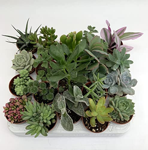 Pungilandia Set N. 20 Piante Grasse Senza Spine Succulenti in vaso cm. 5,5