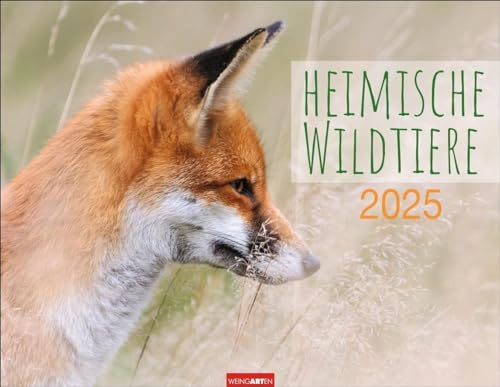 Heimische Wildtiere Kalender 2025: Von Igel bis Wildschein: Naturkalender im Großformat mit heimischen Tieren. Posterkalender für Tierfreunde. ... Wandkalender. (Tierkalender Weingarten)