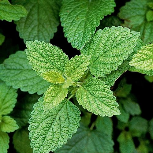 Clovers Garden Lemon Balm (Melissa Officinalis) Herb Plants – Two (2) Live Plants – Non-GMO - Not Seeds - Each 4 to 8 Tall – in 4 Inch Pots – Bee Favorite