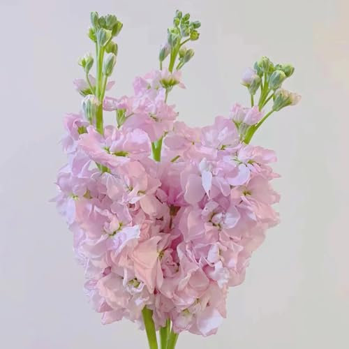 veilchen samen（levkojen samen mehrjährig）- usambaraveilchen pflanze samen- deko garten-pflanzen für sonnige plätze blumensamen geschenk-fensterbank deko zimmerpflanzen-langer Blütezeit 200pcs