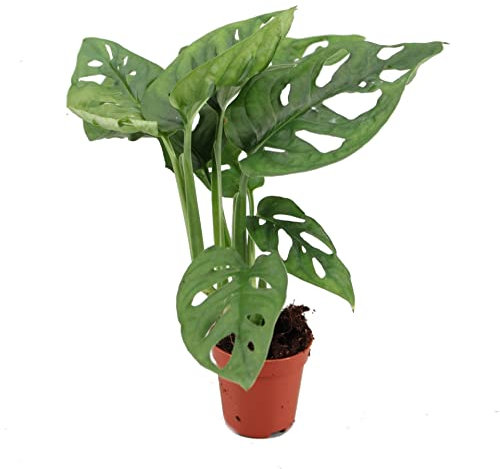 Mini Planta de Interior Monstera Adansonii Monstera de Adán Planta Natural