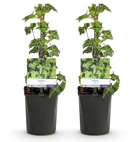 GreenboutiQ - Kletterpflanze - Hedera helix Glacier - Blatt Bunt - Immergrün - 2 Pflanzen - Topf 11cm Höhe 40cm