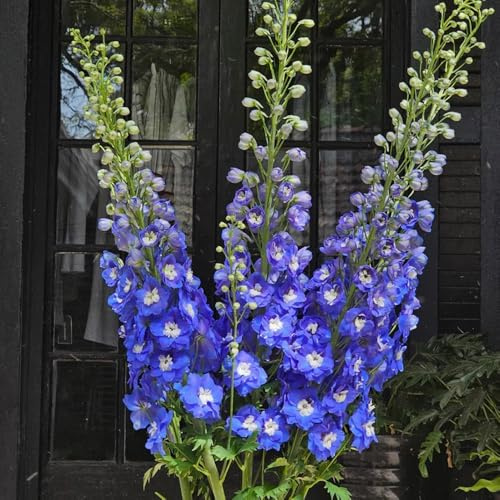 Semillas de delphinium, para exterior resistentes al invierno Consolida ajacis, raras de balcón resistentes jardín 650pcs