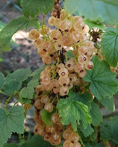 Ribes rubrum 'Cerise Blanche' / Groseillier à grappes 'Cerise Blanche' / Conteneur de 3 à 4 litres
