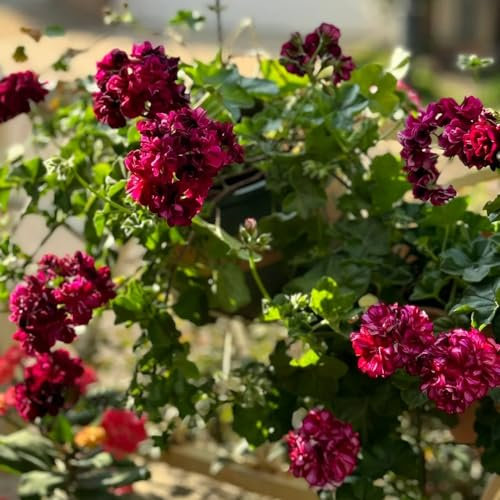 400 pcs geranien samen mehrjährig wildblumen winterharte stauden hängegeranien wildblumenwiese kletterpflanzen winterhart schnellwachsend blumen samen plants blumensamen gastgeschenk