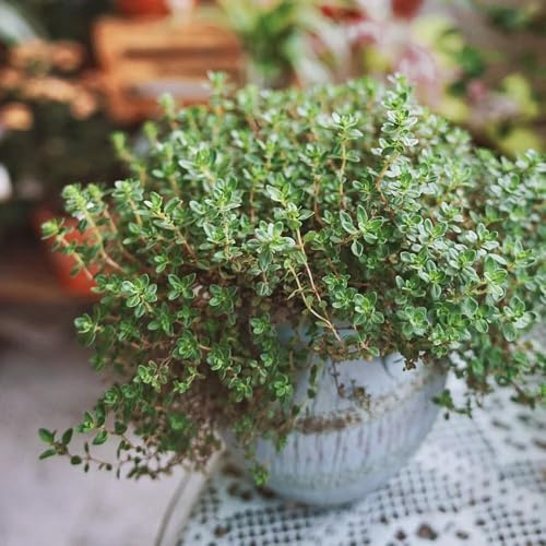 Semi di timo selvatico - Semi di selvatiche, balcone giardino aromatiche selvatiche - Serie Rara - prato resistenti per vasi 40pcs