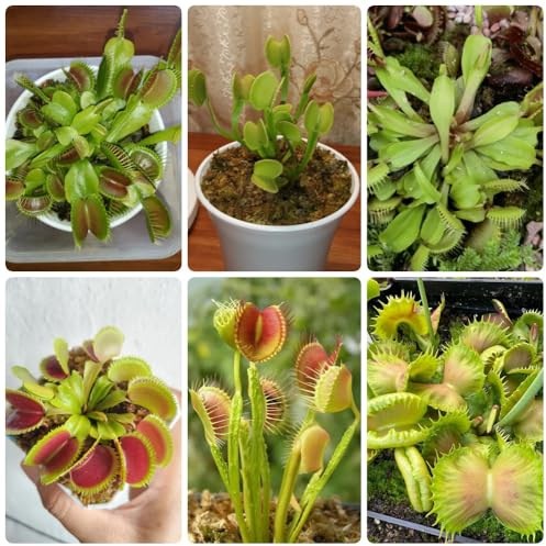 VenusfliegenfalleSamen, seltene Fleischfressende, zimmerpflanzen exotische grünpflanzen balkonpflanzen 150pcs