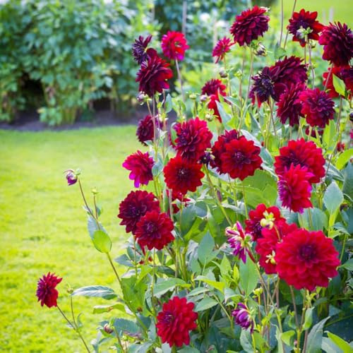 bulbi di dalia resistenti perenni resistenti bulbi primavera temprana 3pcs