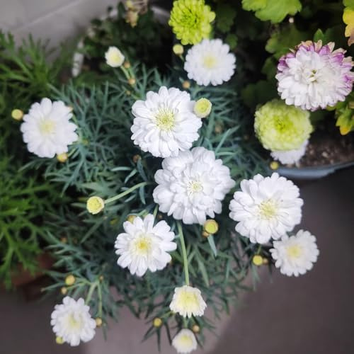 semillas de margarita, resistente al invierno, silvestres, para la decoración del jardín. primavera 450pcs