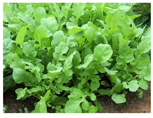 Salatrucola - Klassische Rucola - Salate - 1000 Samen