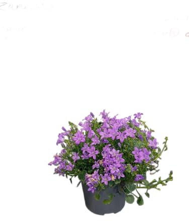 Campanula Silvestre – Planta Natural de Fácil Cuidado y Gran Belleza