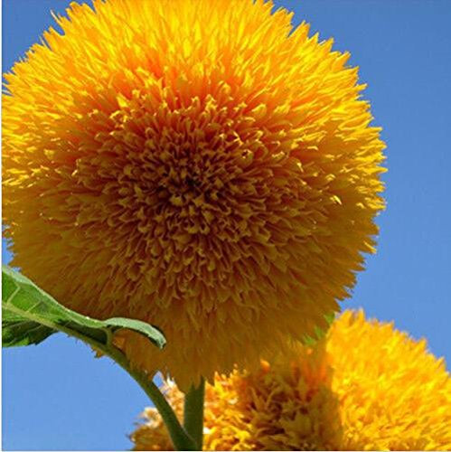 15 graines de tournesol Ours en peluche Graine Semi Nain Helianthus Jardin Belle Graines de fleurs