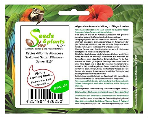 Pcs - 15x Rabiea Difformis Aizoaceae Sukkulent Jardin Plantes - Graines B154 - Seeds & Plants Shop by Ipsa