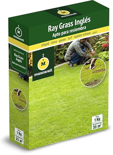 Mascarell Semillas, Semillas de Césped Ray-Grass Inglés, Lolium Perenne de Rápida Implantación, Ideal para Resiembra y Césped Denso, Resistencia Alta al Frío y al Pisoteo, 1kg