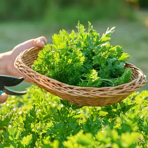 Semi di prezzemolo, semi di microgreens semi di culinarie 300pcs