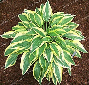 . 100pcs Hosta Plantes Vivaces Plantain Fleur Jardin Couvre-Sol Plantes Plantes décoratives pour Jardin: 6