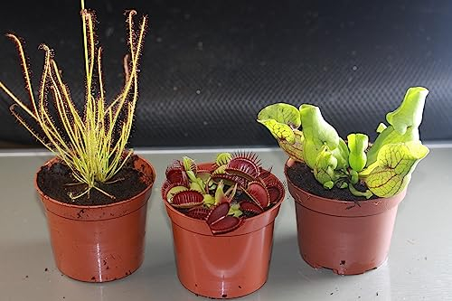 Fleischfressende Pflanzen, 3er Set - Riesig! D.muscipula, S.purpurea, Dr. filiformis