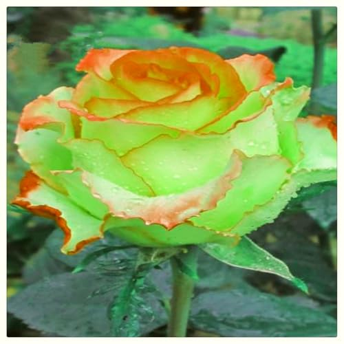 Rose knollen winterhart - Seltene Rosenpflanze - Strauchrosen, Duftrosen, Hybridrosen, zweifarbige Rosen,Rosengarten-1Pflanze-J