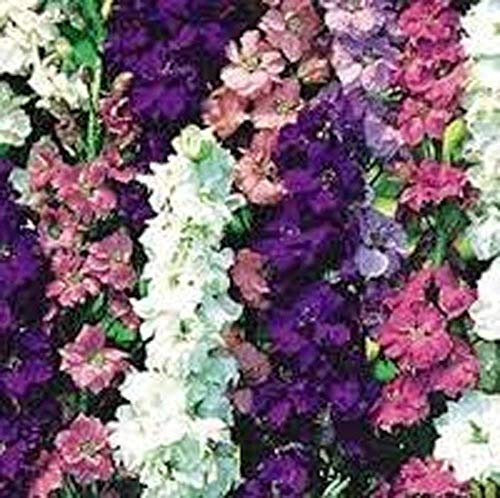 PREMIER SEEDS DIRECT - Delphinium - Larkspur - Giant Imperial Mix - 500 Seeds