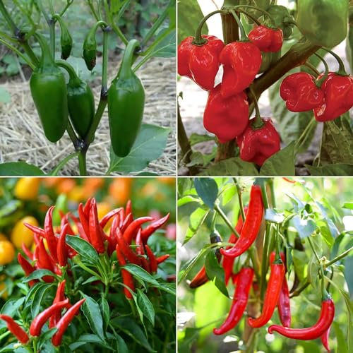 Chili Pepper Seeds Multi-Pack - 4 Different Varieties Hot Pepper Seed Kit Jalapeno Cayenne Birds Eye Habanero
