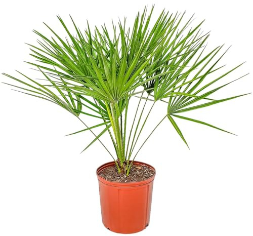 European Fan Palm - Tropical Plants of Florida - Live Palm Tree Plant - Overall Height 30 to 36 (Plant + Fertilizer)