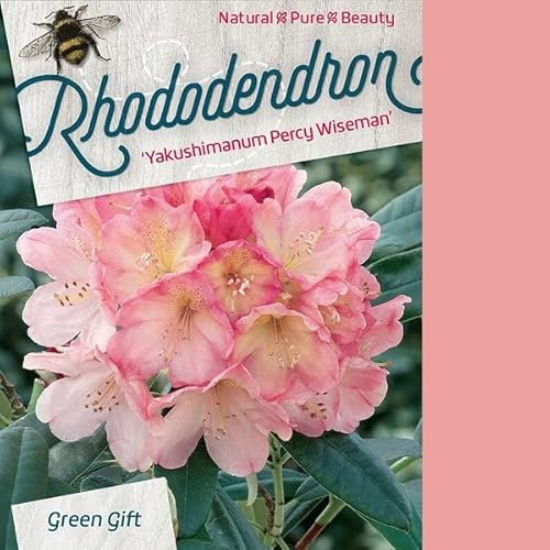 Rhododendron 'Percy Wiseman' 40-50 cm pot | Arbuste compact, floraison pastel changeante, parfait petit jardin