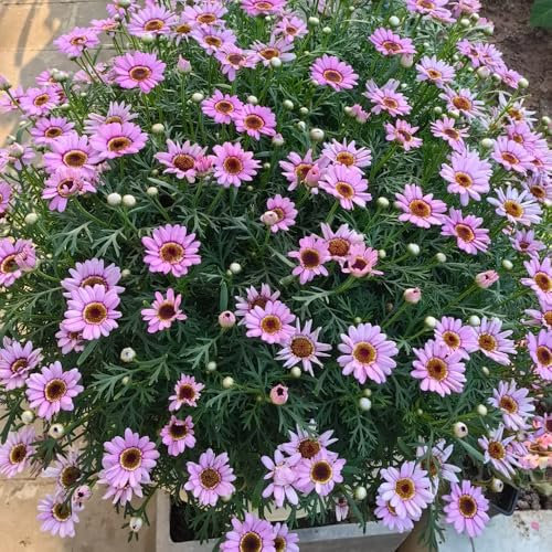 margeriten samen mehrjährig winterhart - hochbeete für garten, blumenwiese samen margeritensamen pflanzen garten winterhart mehrjährig, pflanzen draußen blumensamen kaufen, blumen 250pcs