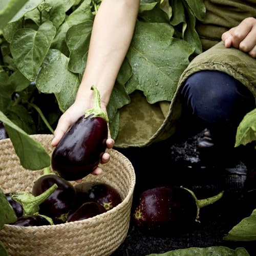 Aubergine 'Genie' F1 Seeds - Early Harvest, Almost Seedless, and Compact Plants for Containers and Beds - Easy-to-Grow Eggplant Variety by 1x Seed Packet by Thompson & Morgan