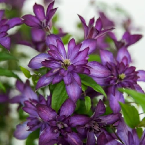 Clematis 'Glorious®™ Day' Purple Climbing Plant Summer Flowers – 1 x 7cm Pot by Thompson & Morgan