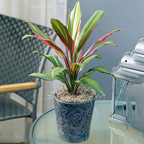 Vibrant Cordyline Kiwi | Evergreen Indoor Good Luck Plant | 30-40cm Potted