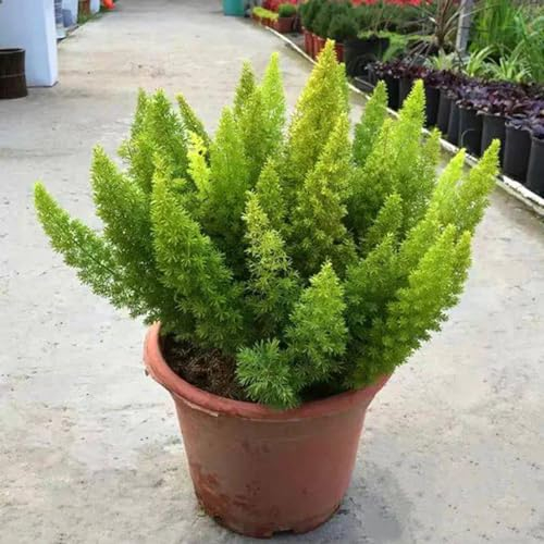 150 Pcs Zierspargel Pflanze Samen - Fuchsschwanz Farn - Luftreinigende Zimmerpflanzen, Exotische Samen, Asparagus Densiflorus, Winterharte Pflanzen Bio Samen Indoor Plants Bonsai