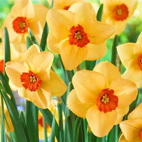 Narzissenzwiebel-Winterhart MehrjäHrig,Narzissen Zwiebeln Winterhart,Narzissen Knollen,Narzissenzwiebel,Winterharte Stauden,Gartenblumen,Bonsai Pflanze-6zwiebeln-b
