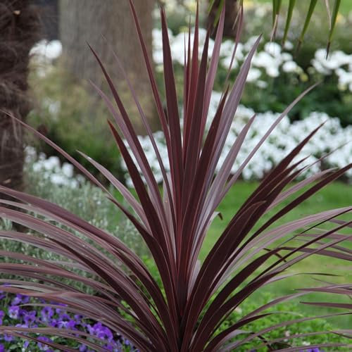 Plant Theory Red Star Cabbage Palm Cordyline Australis Shrub Plant 2L Pot