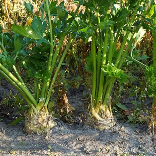 semi di sedano rapa Semi di biologici, varietà antiche decorazioni giardino per esterni invernali in rialzata balcone con 200semi