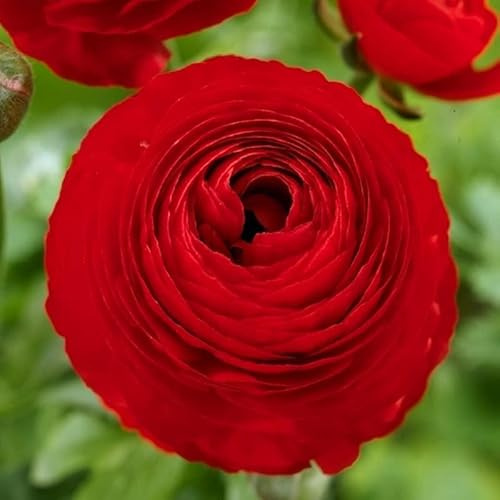 Red Ranunculus Bulbs for Planting (10 Bulbs) – Premium Flower Corms for Cut Flowers, Wedding Bouquets, Garden Beds & Indoor Forcing – Vibrant Spring Blooms