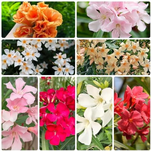 semi di oleandro, decorazione Nerium oleandro, semi di selvatici regali amanti giardino estivi da esterno 16pcs