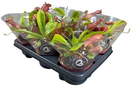 Nepenthes Alata | 1 plante - 17cm - Ø12cm - Plante d'intérieur - Vert persistant