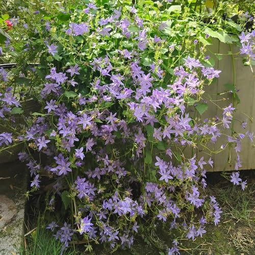 Semillas de campanilla - Campanula Medium,semillas de perennes resistentes de interior,para plantar resistentes en maceta 350pcs
