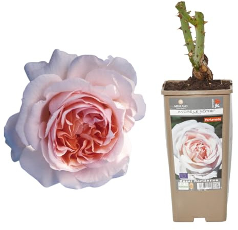 Verdecora Rosal Inglés | Planta Natural con Flor | Rosa Perfumada de plantación (Color Crema Andre Le Notre)
