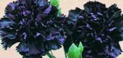 Generic 100pcs Carnation Flower Seeds Black