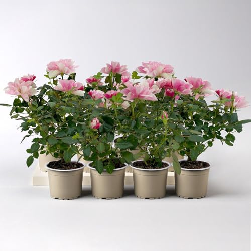 Rose 'Pia', rosa-weiß, Mini, Topf-Ø 7 cm, 8 Pflanzen