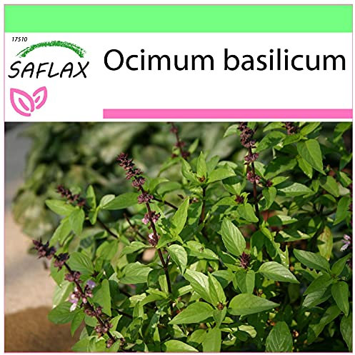SAFLAX - Basilic thai - 200 graines - Ocimum basilicum