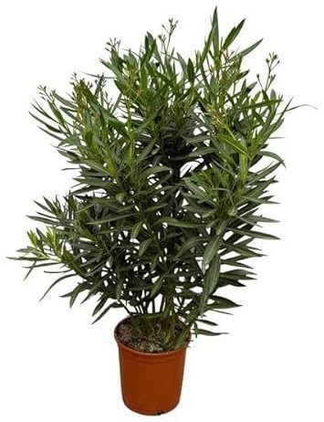 Nerium Oleander - Arbusto con fiori rossi, 160 cm, diametro 30 cm