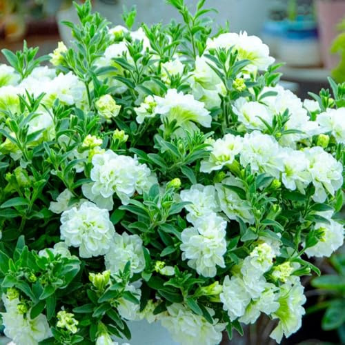 semi di petunia - esotiche primaverili resistenti giardino appartamento 1000pcs