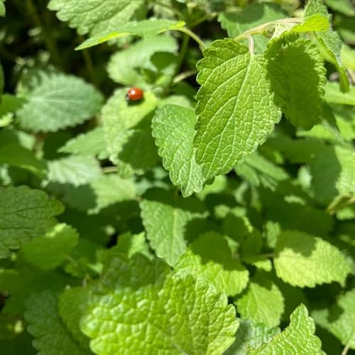 semi di melissa biologici da balcone, orto da interno di melissa, invernali, regali sostenibili, orto 200pcs