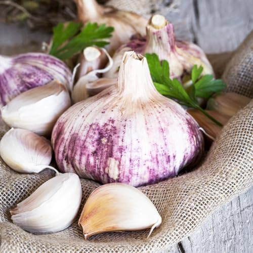 4 pcs elefantenknoblauch， pflanzentopf，fensterbank deko pflanzknoblauch， bonsai topf，gartenpflanzen winterharte kübelpflanzen exotische pflanzen schattenpflanzen winterhart winterharte