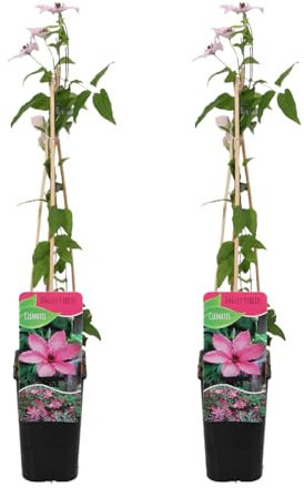 Bloomique - 2er-Set - Clematis Hagley Hybrid - Waldrebe - Rosa - Kletterpflanzen - Gartenpflanzen - Winterhart - Topf 15 cm - 70-80 cm hoch