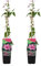 Bloomique - 2er-Set - Clematis Hagley Hybrid - Waldrebe - Rosa - Kletterpflanzen - Gartenpflanzen - Winterhart - Topf 15 cm - 70-80 cm hoch
