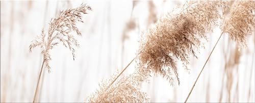 artissimo, Glasbild XXL, 125x50 cm Querformat, AG5393A, Natur/Gräser: Pampas-Gras, Bild aus Glas, Wanddeko hell, Wandbild Wohnzimmer modern, weiß-beige, boho-style, Natur